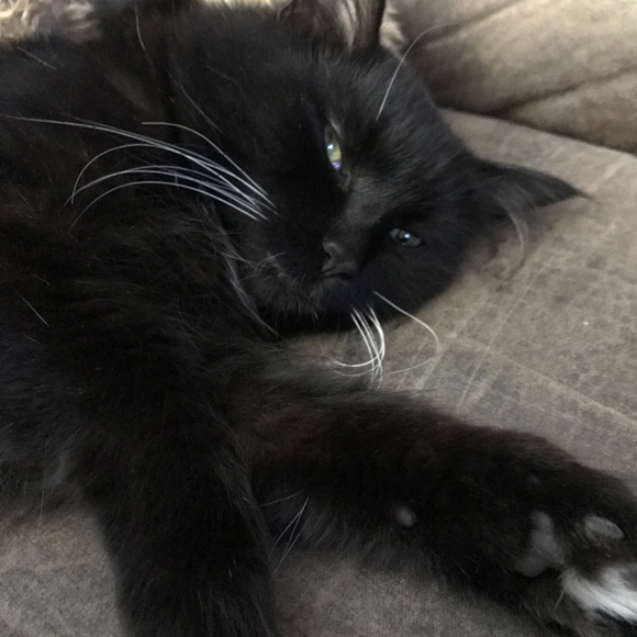 Meet your posher - Picture 3 of 6